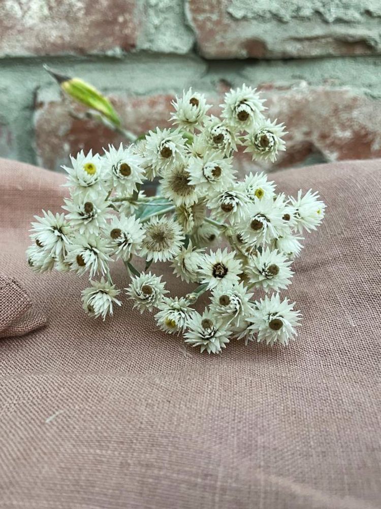 Wild Bloom Fastvikle - Apricot Blush